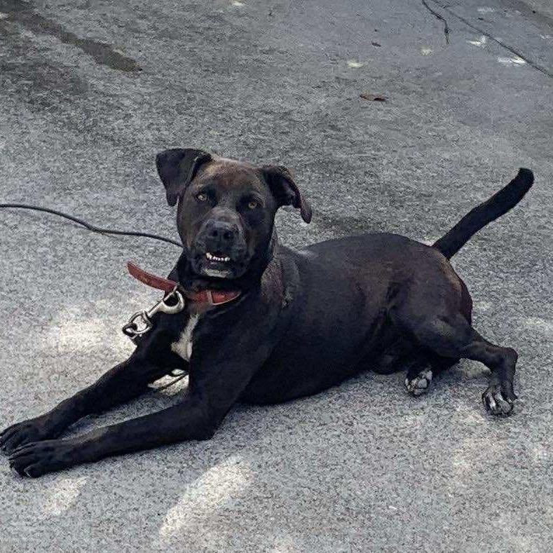 Enlarge Chance, a Adoptable Mixed Breed in Inwood, WV image 1/2