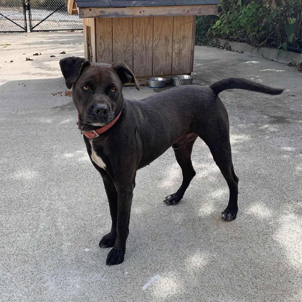 Enlarge Chance, a Adoptable Mixed Breed in Inwood, WV image 2/2