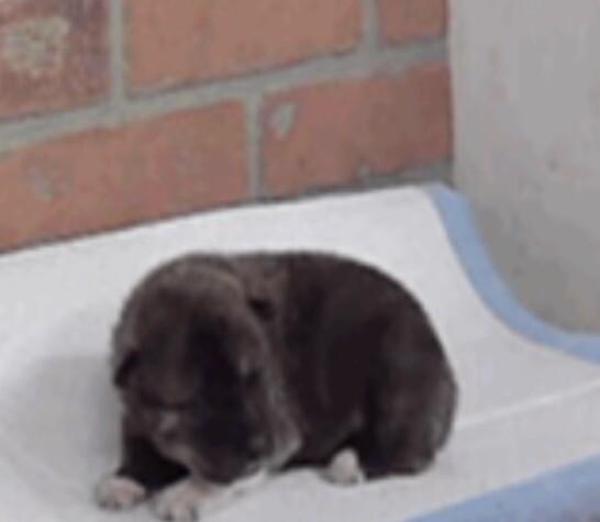 Enlarge Rose, a Adoptable Rat Terrier in Elizabeth, CO image 2/4
