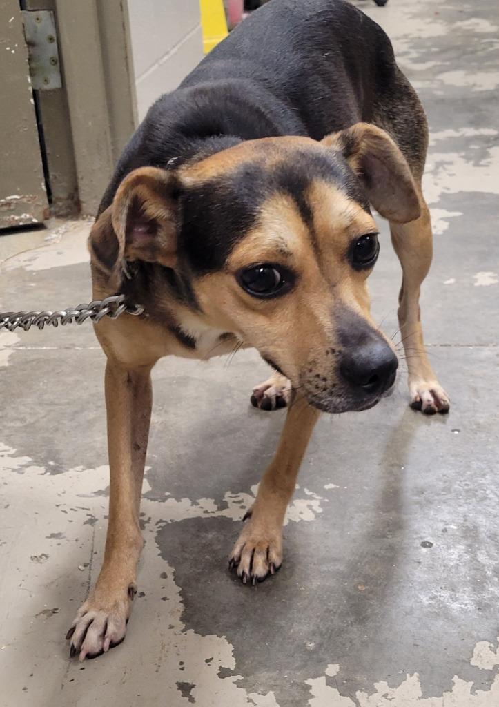 Enlarge Bernie, a Adoptable mixed breed in Hopkinsville, KY image 1/2