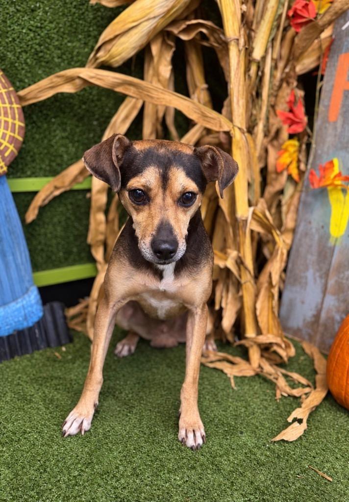 Enlarge Bernie, a Adoptable mixed breed in Hopkinsville, KY image 2/2