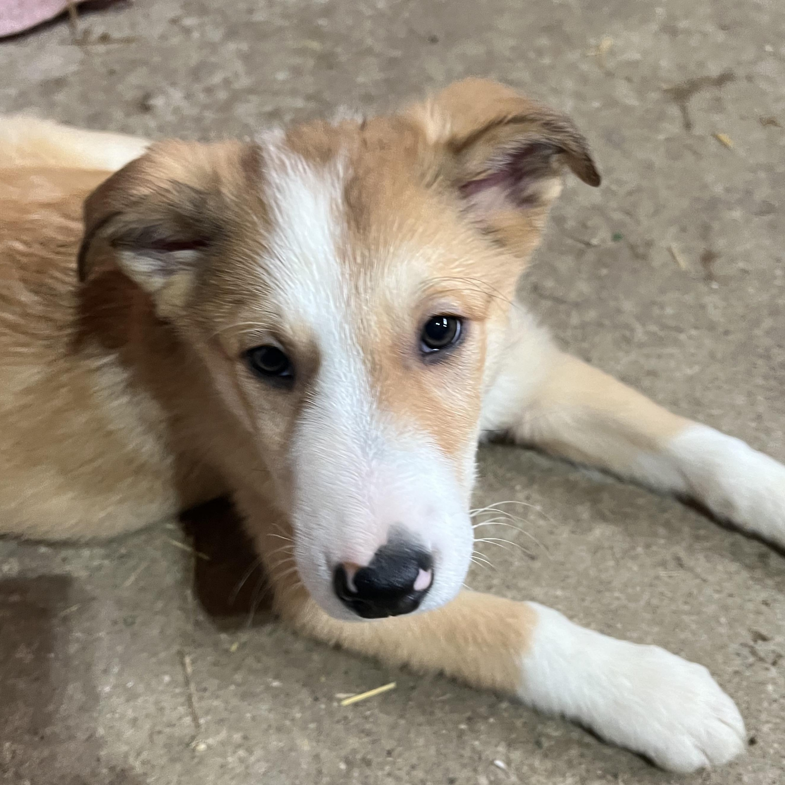 Enlarge Zooly the sweetest boy, a ADOPTABLE mixed breed in Richmond Hill, ON image 1/1