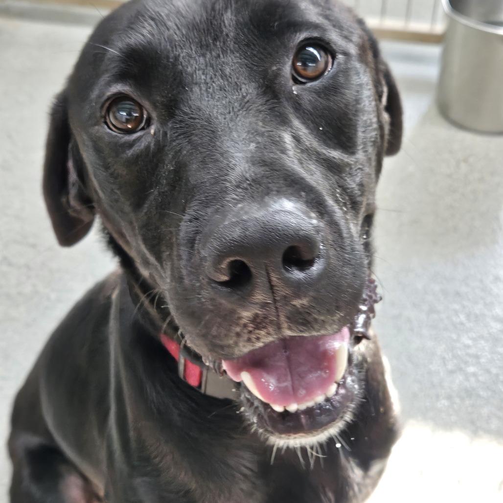 Enlarge Helios, a Adoptable Black Labrador Retriever in Kingman, KS image 1/6