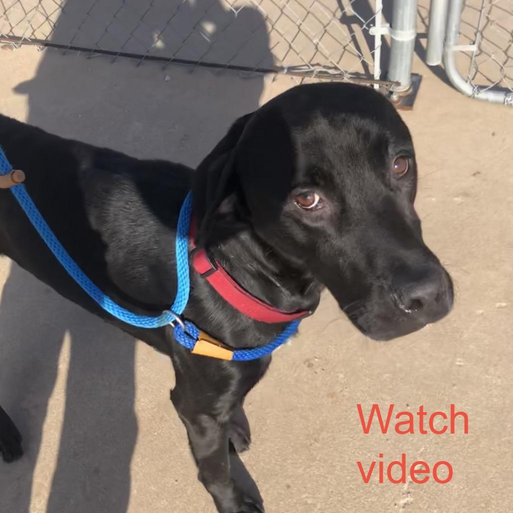Enlarge Helios, a Adoptable Black Labrador Retriever in Kingman, KS image 2/6