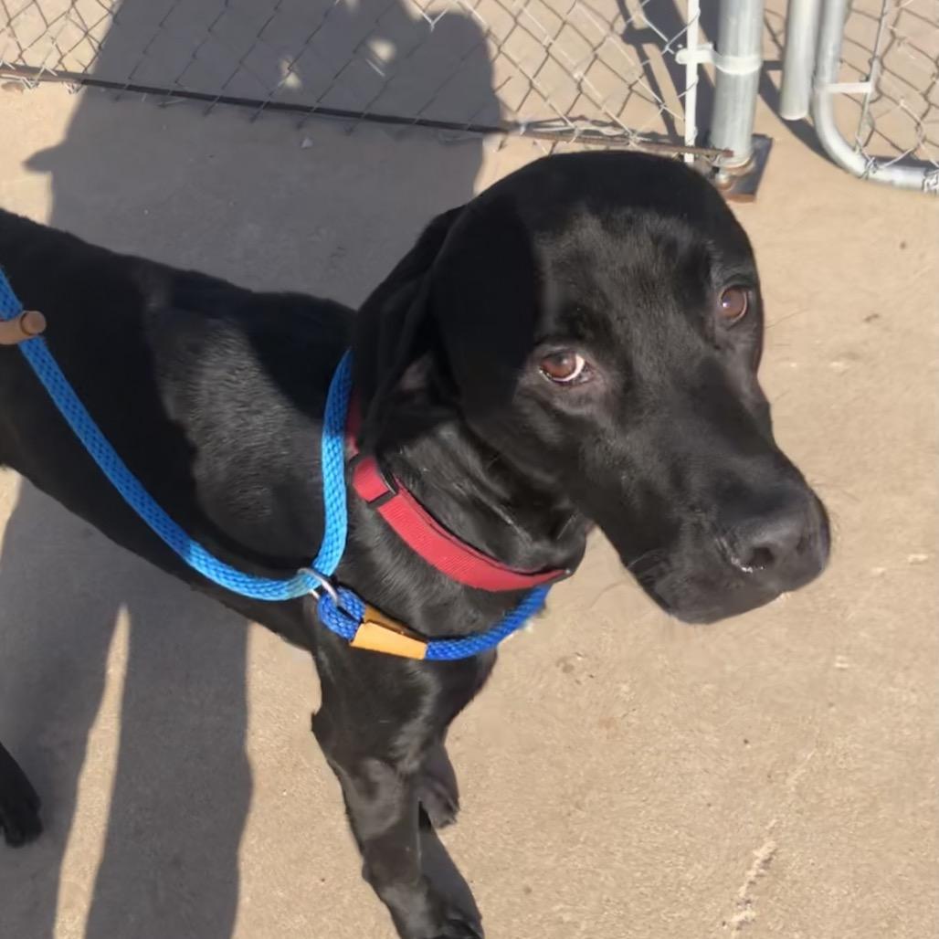 Helios, Adoptable, Adult Male Black Labrador Retriever.