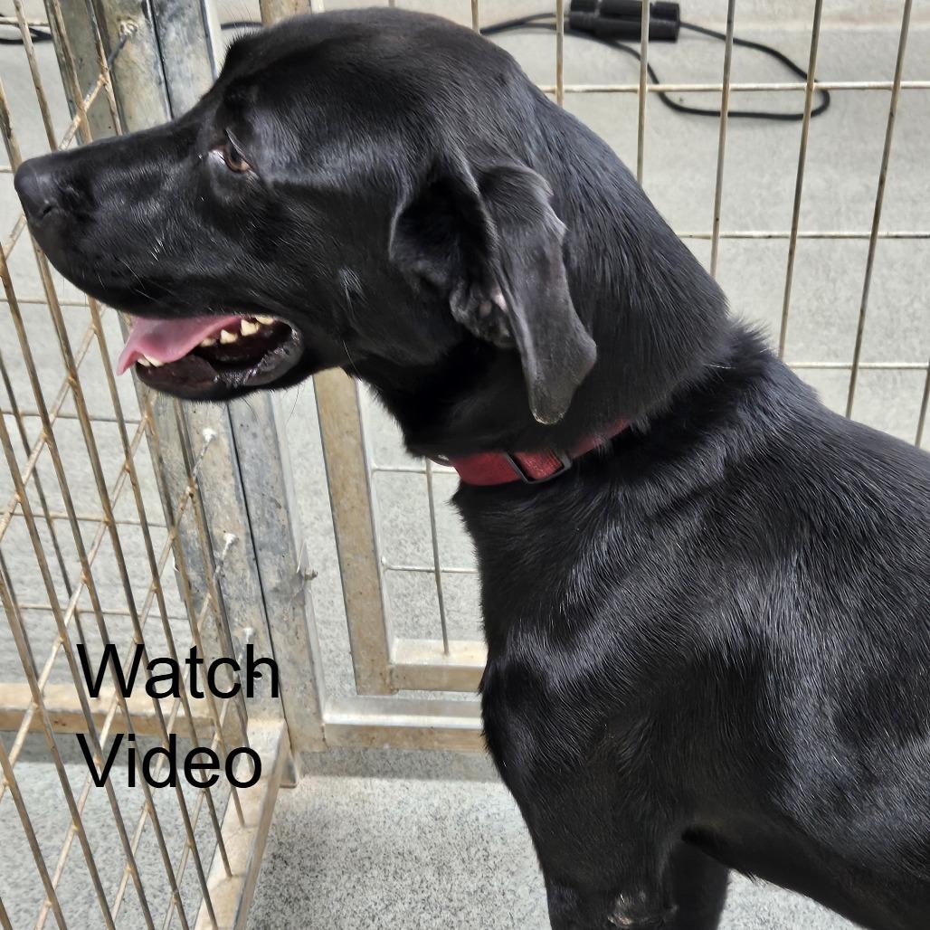 Enlarge Helios, a Adoptable Black Labrador Retriever in Kingman, KS image 3/6