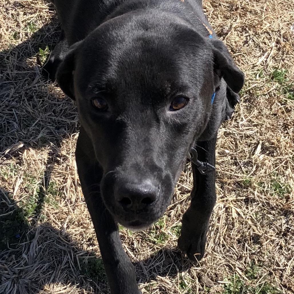 Enlarge Helios, a Adoptable Black Labrador Retriever in Kingman, KS image 2/3
