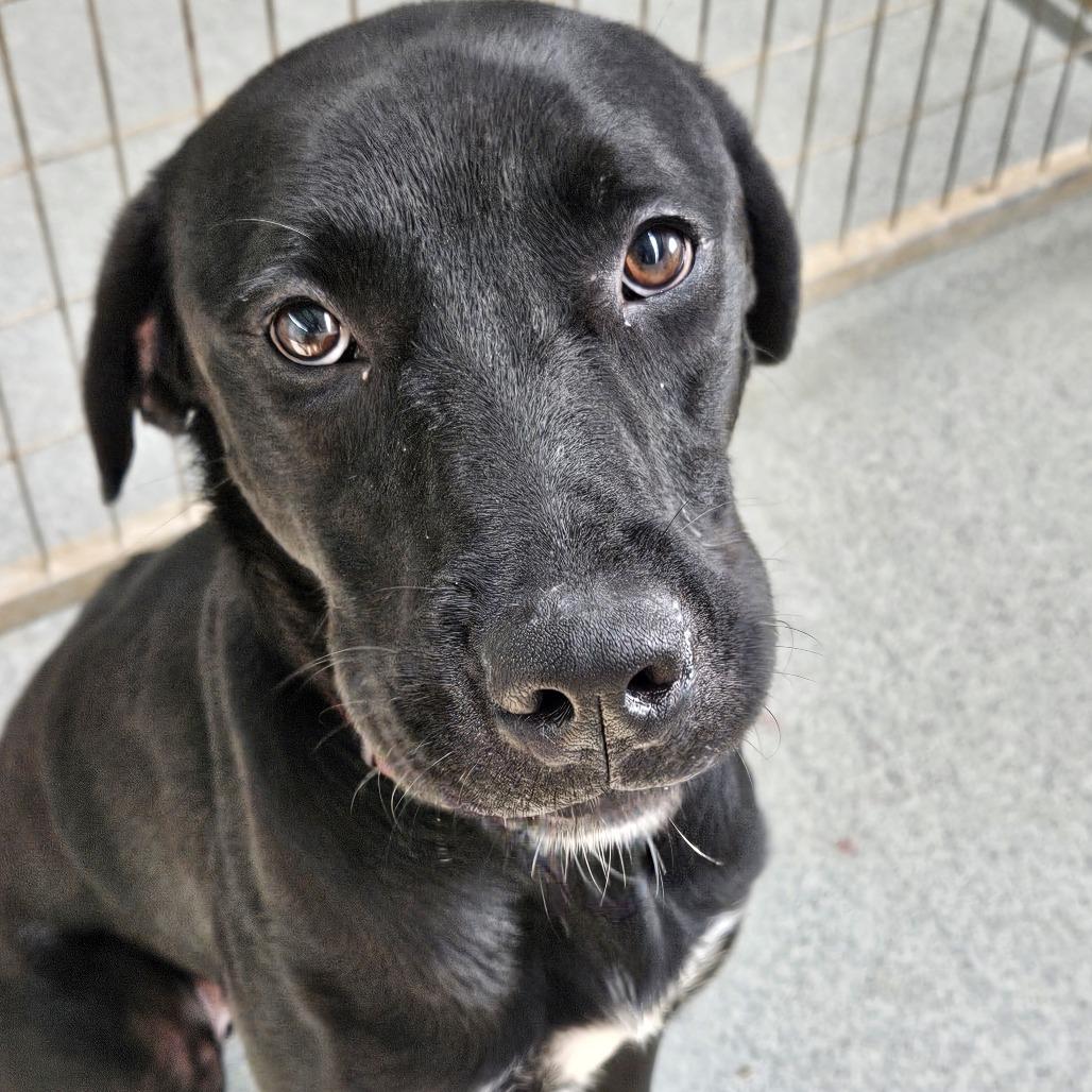 Enlarge Helios, a Adoptable Black Labrador Retriever in Kingman, KS image 5/6