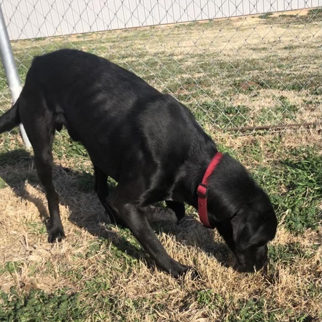 Enlarge Helios, a Adoptable Black Labrador Retriever in Kingman, KS image 3/3