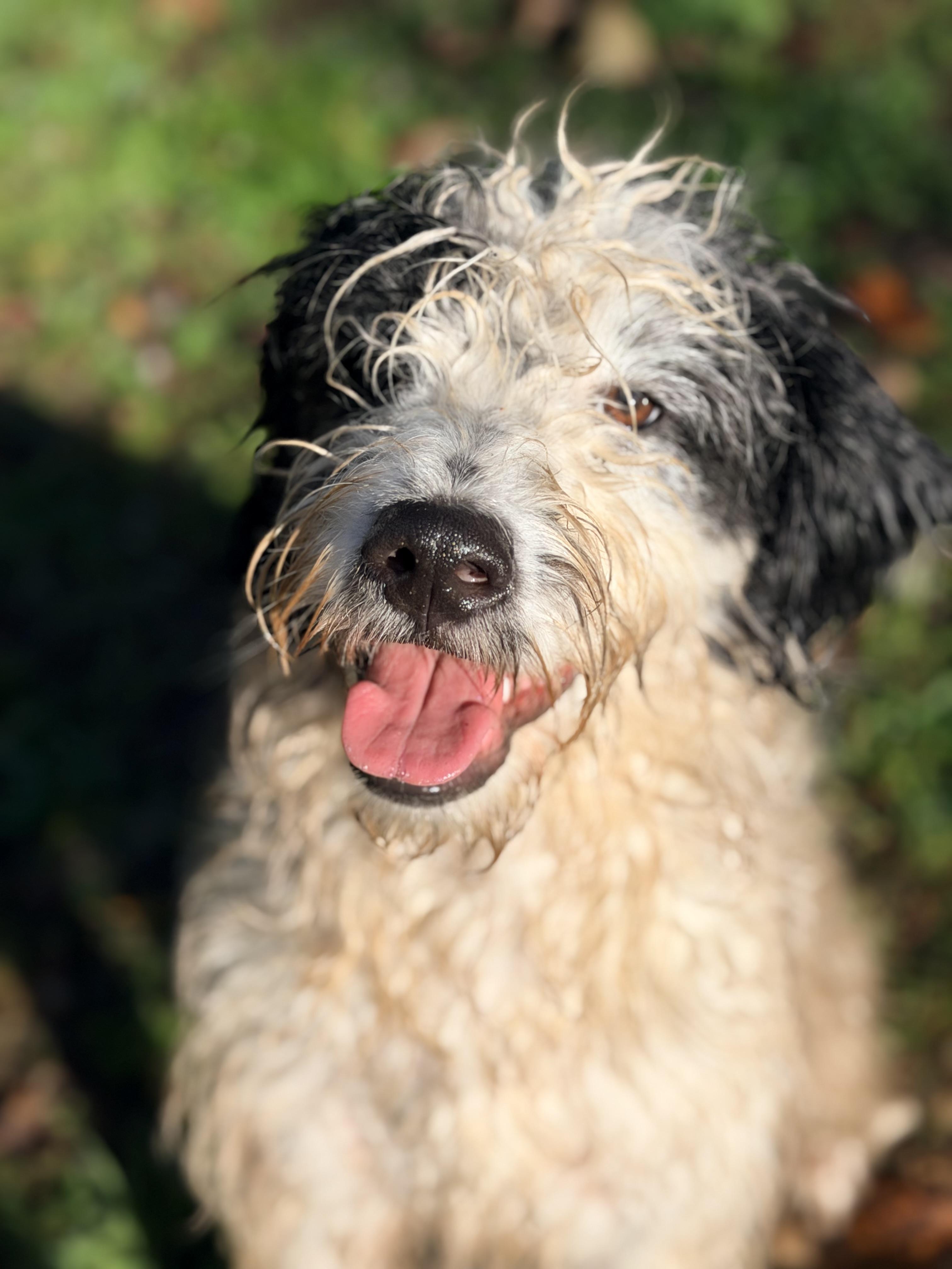 Enlarge RUFUS, a Adopted mixed breed in Graham, WA image 4/6