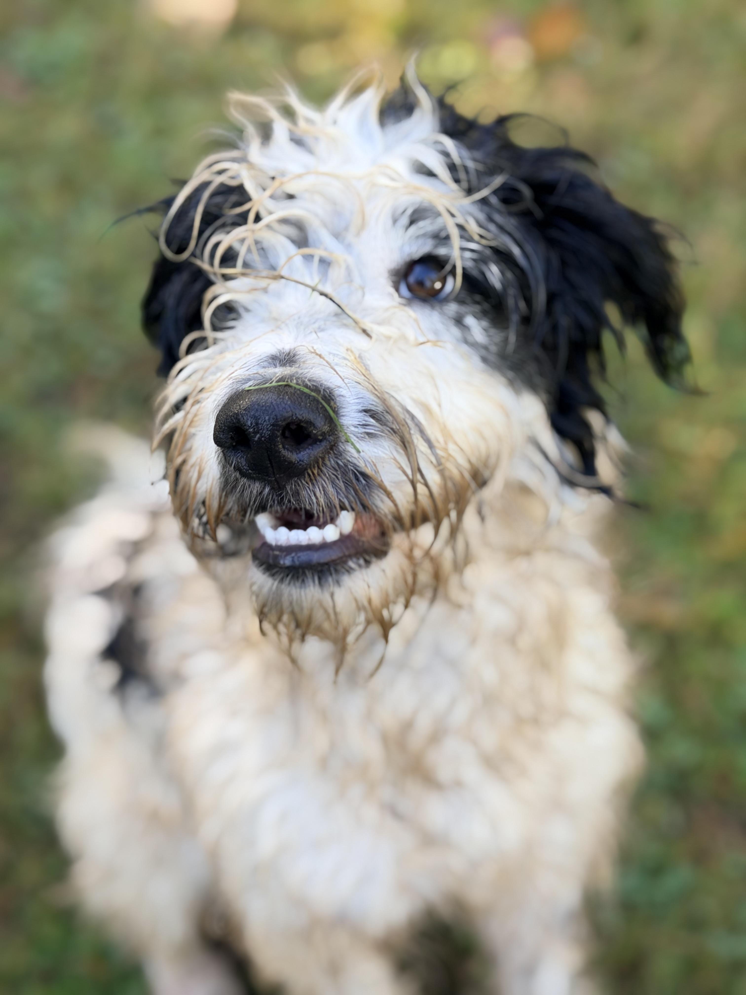 Enlarge RUFUS, a Adopted mixed breed in Graham, WA image 5/6