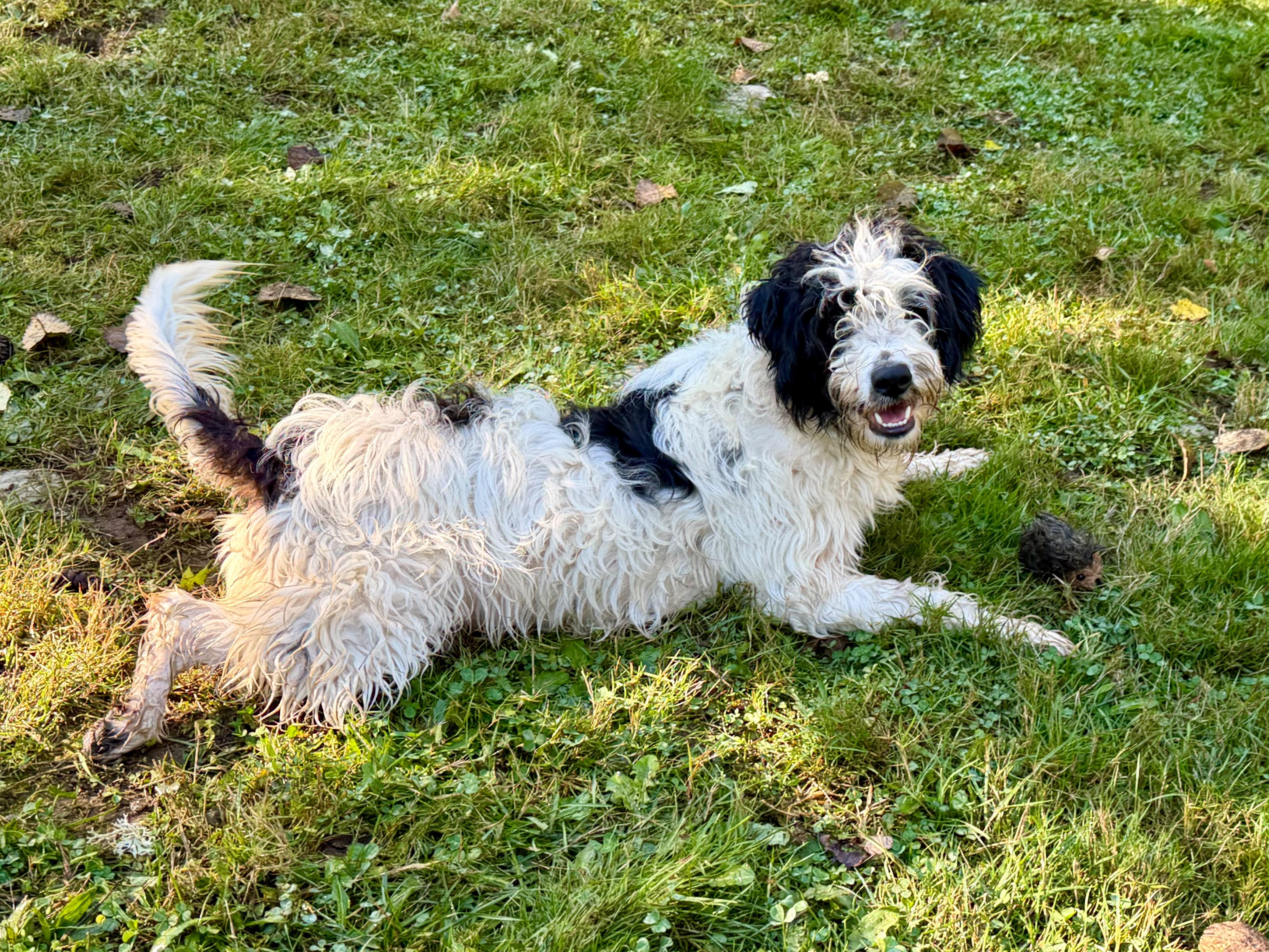Enlarge RUFUS, a Adopted mixed breed in Graham, WA image 6/6