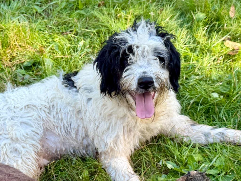 Enlarge RUFUS, a Adopted mixed breed in Graham, WA image 1/6
