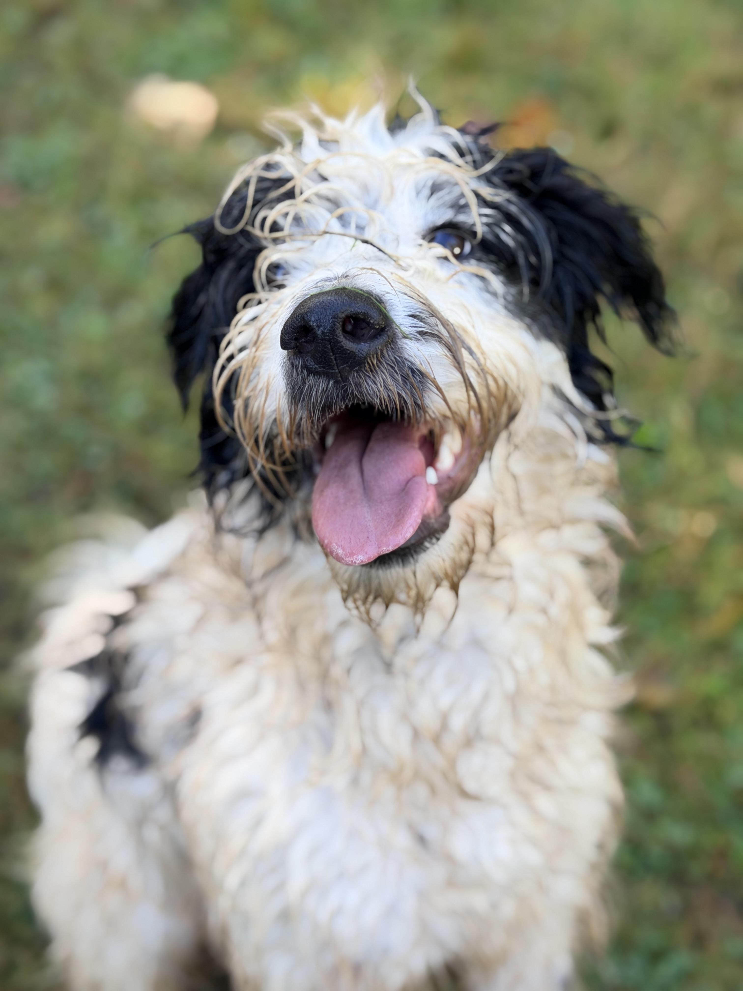 Enlarge RUFUS, a Adopted mixed breed in Graham, WA image 2/6
