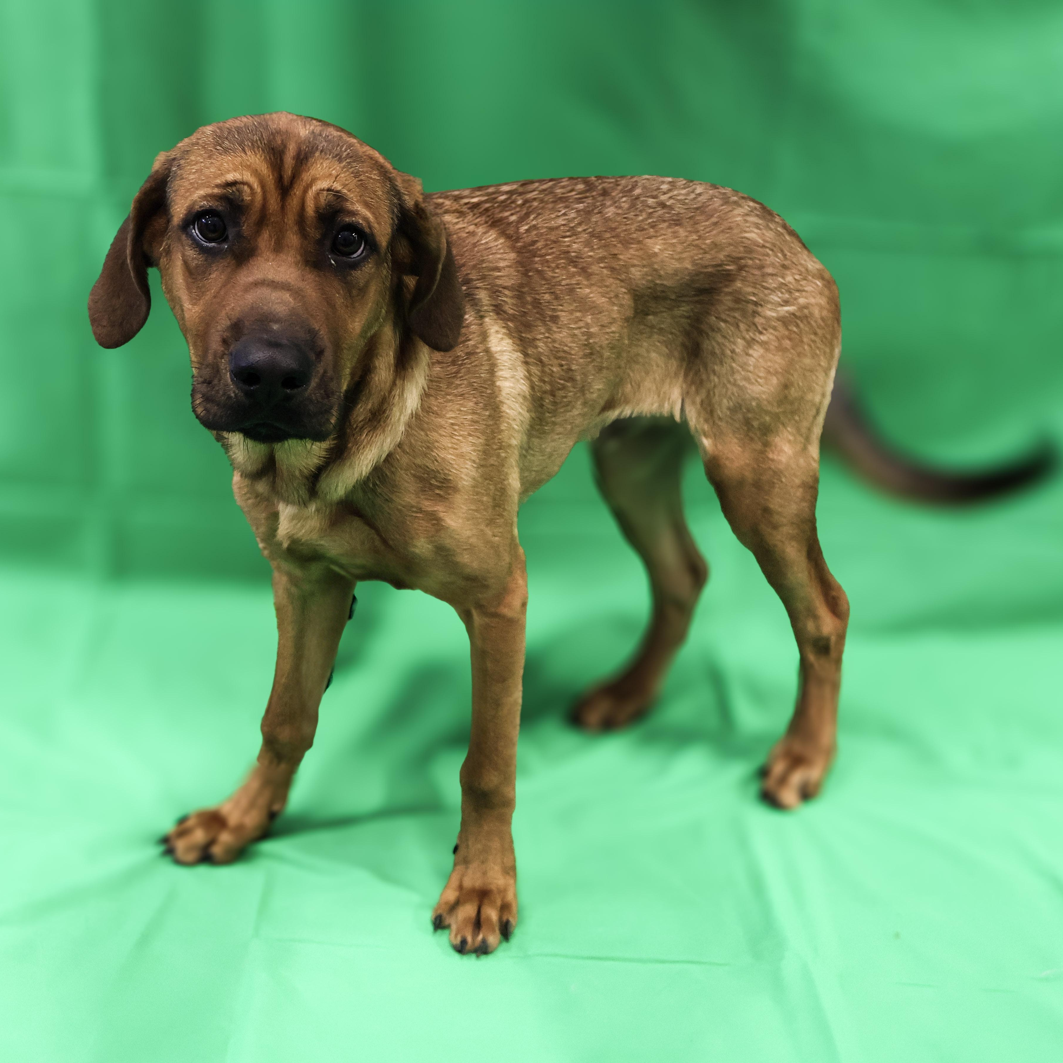 Deku, an adoptable Redbone Coonhound, Labrador Retriever in Winnipeg, MB, R3E 3N8 | Photo Image 1
