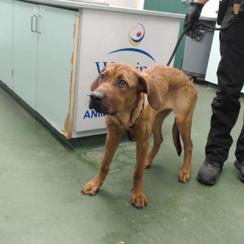 Deku, an adoptable Redbone Coonhound, Labrador Retriever in Winnipeg, MB, R3E 3N8 | Photo Image 2