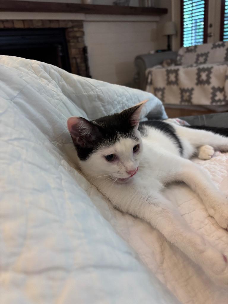 Enlarge Blossom, a Adoptable mixed breed in Cumming, GA image 2/6