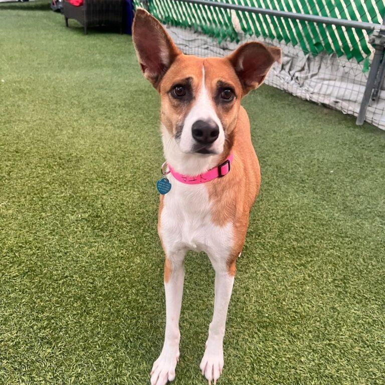 Yta, Adoptable, Adult Female Mixed Breed & Labrador Retriever.