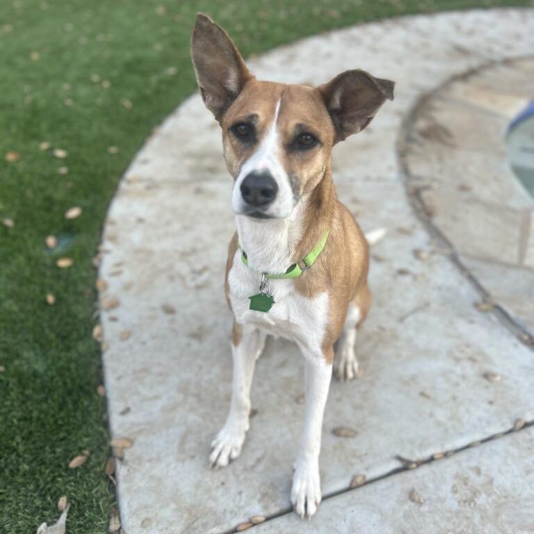 Enlarge Yta, a Adoptable mixed breed in San Diego, CA image 2/6