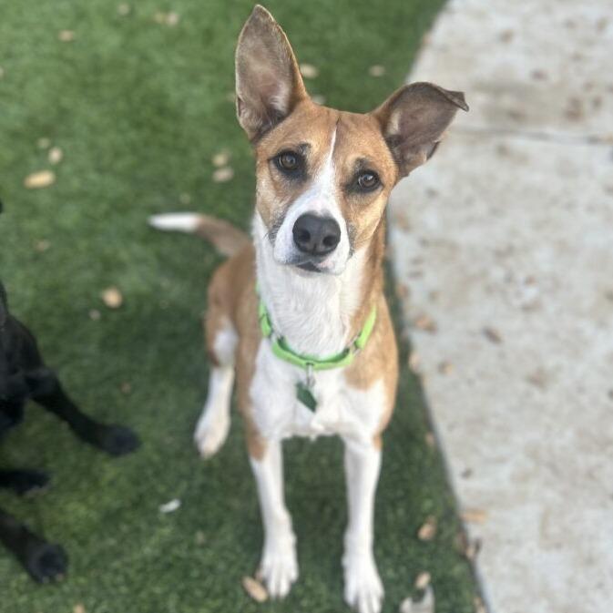 Enlarge Yta, a Adoptable mixed breed in San Diego, CA image 4/6