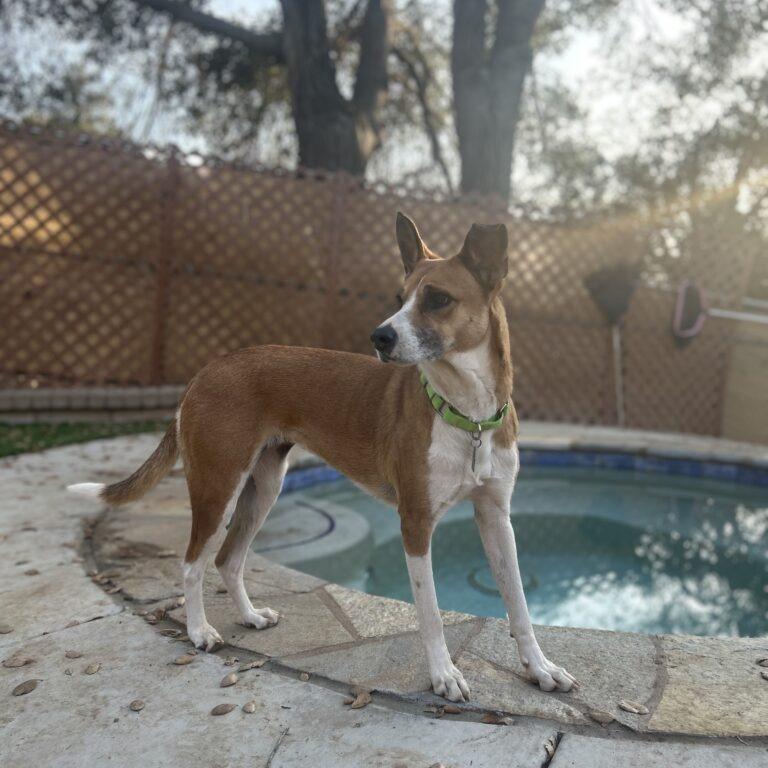 Enlarge Yta, a Adoptable mixed breed in San Diego, CA image 5/6