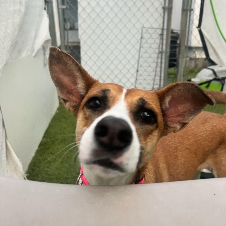 Enlarge Yta, a Adoptable mixed breed in San Diego, CA image 6/6