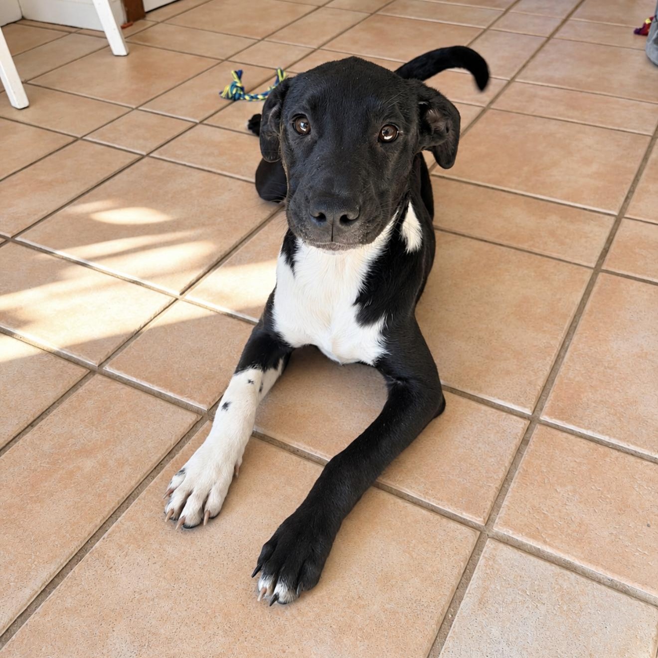Enlarge Mayhem, a Adoptable mixed breed in Copiague, NY image 1/3