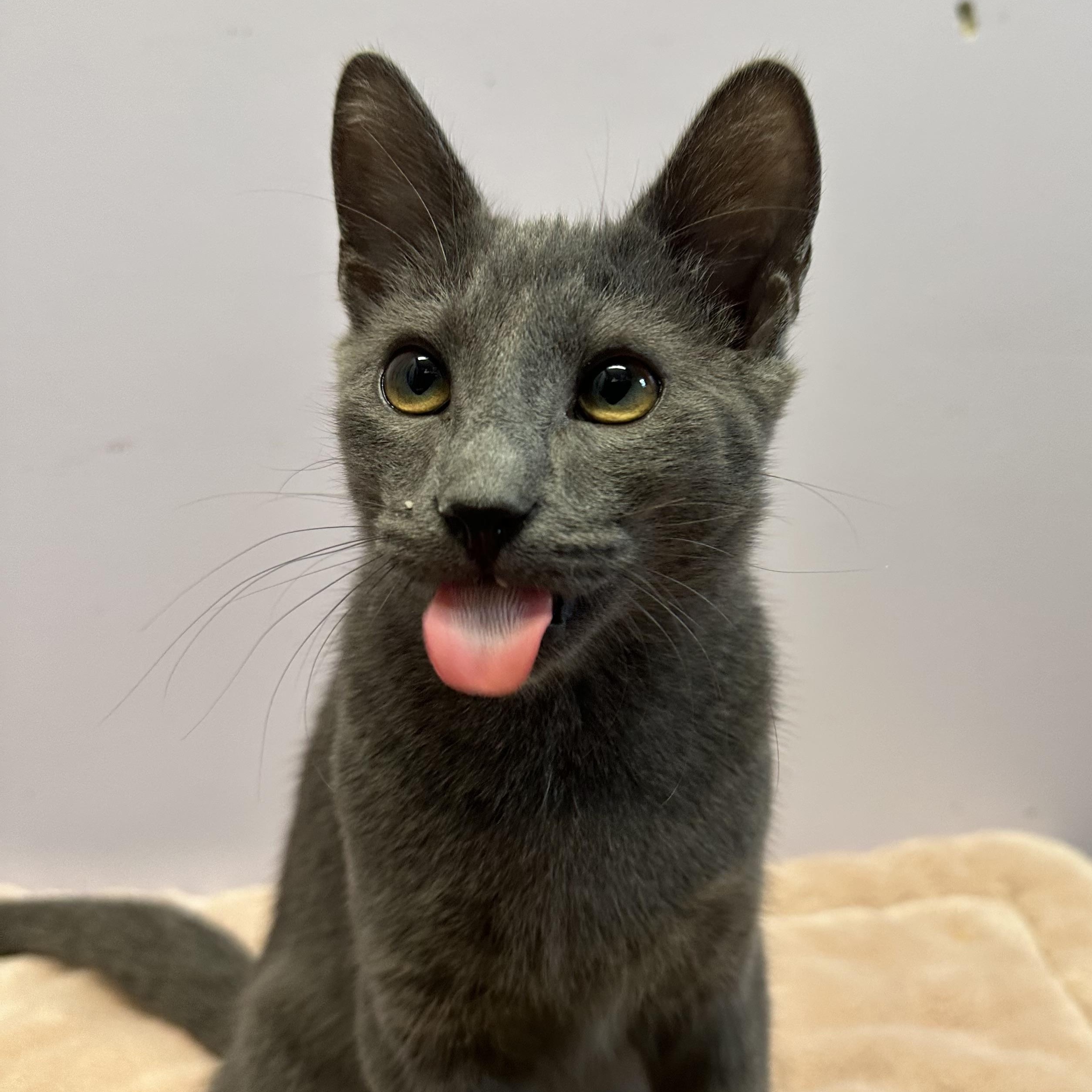 Enlarge Cuddles, an adopted Domestic Short Hair in Exeter, RI image 2/2