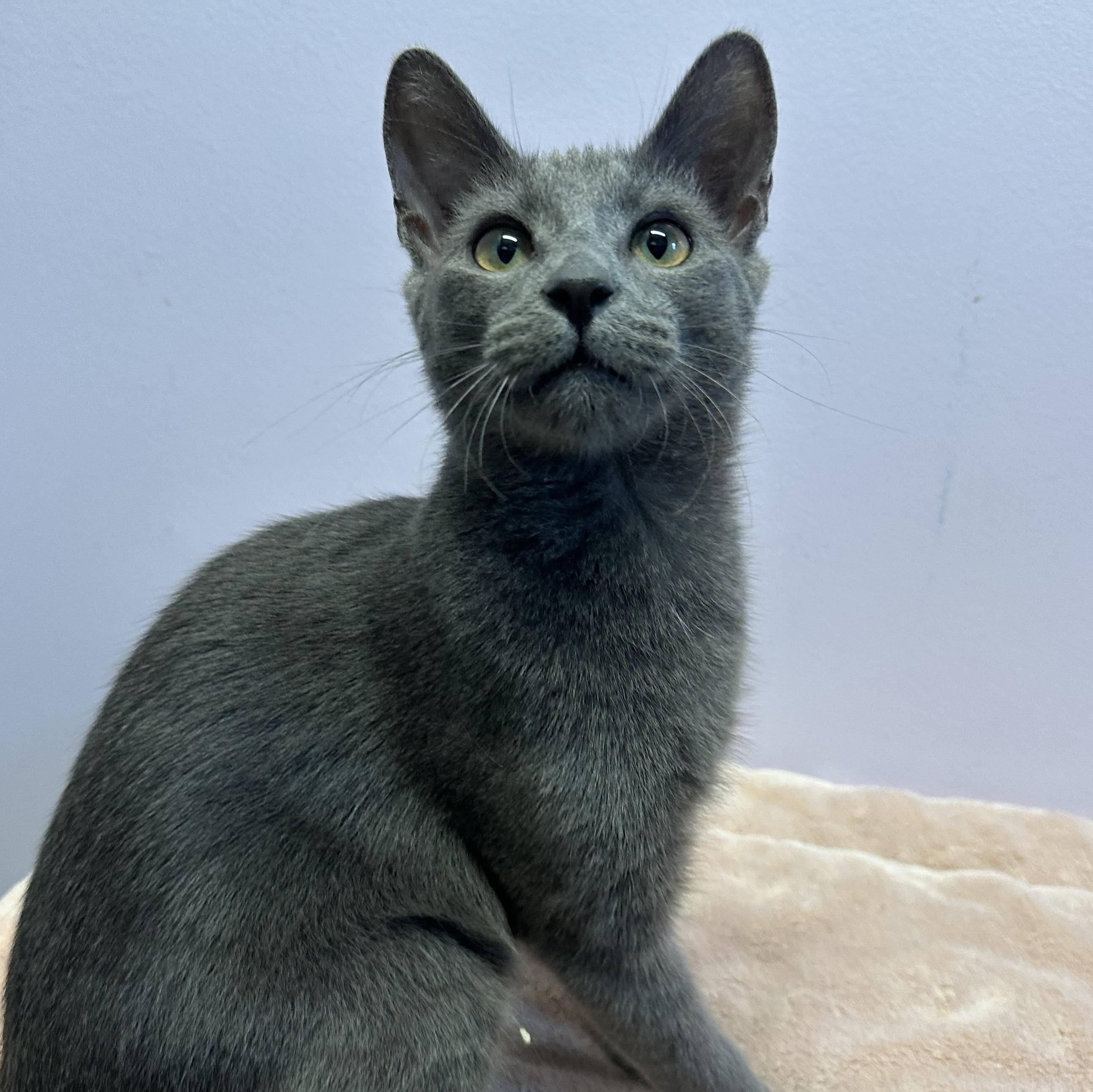 Enlarge Cuddles, an adopted Domestic Short Hair in Exeter, RI image 1/2