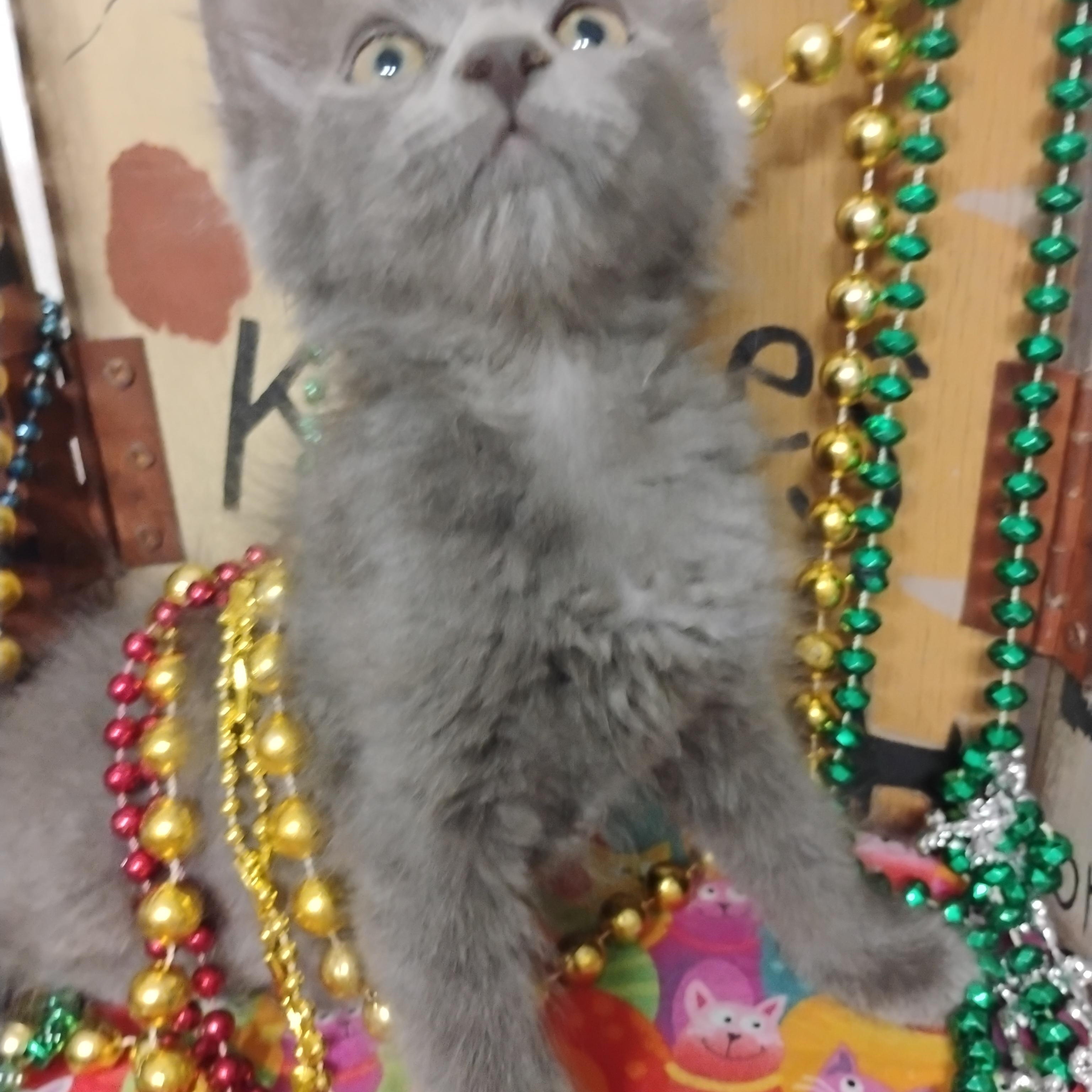 wilma flintstone blue gray fluff 2.lb, a ADOPTABLE Domestic Medium Hair in Phoenix, AZ image 2/2