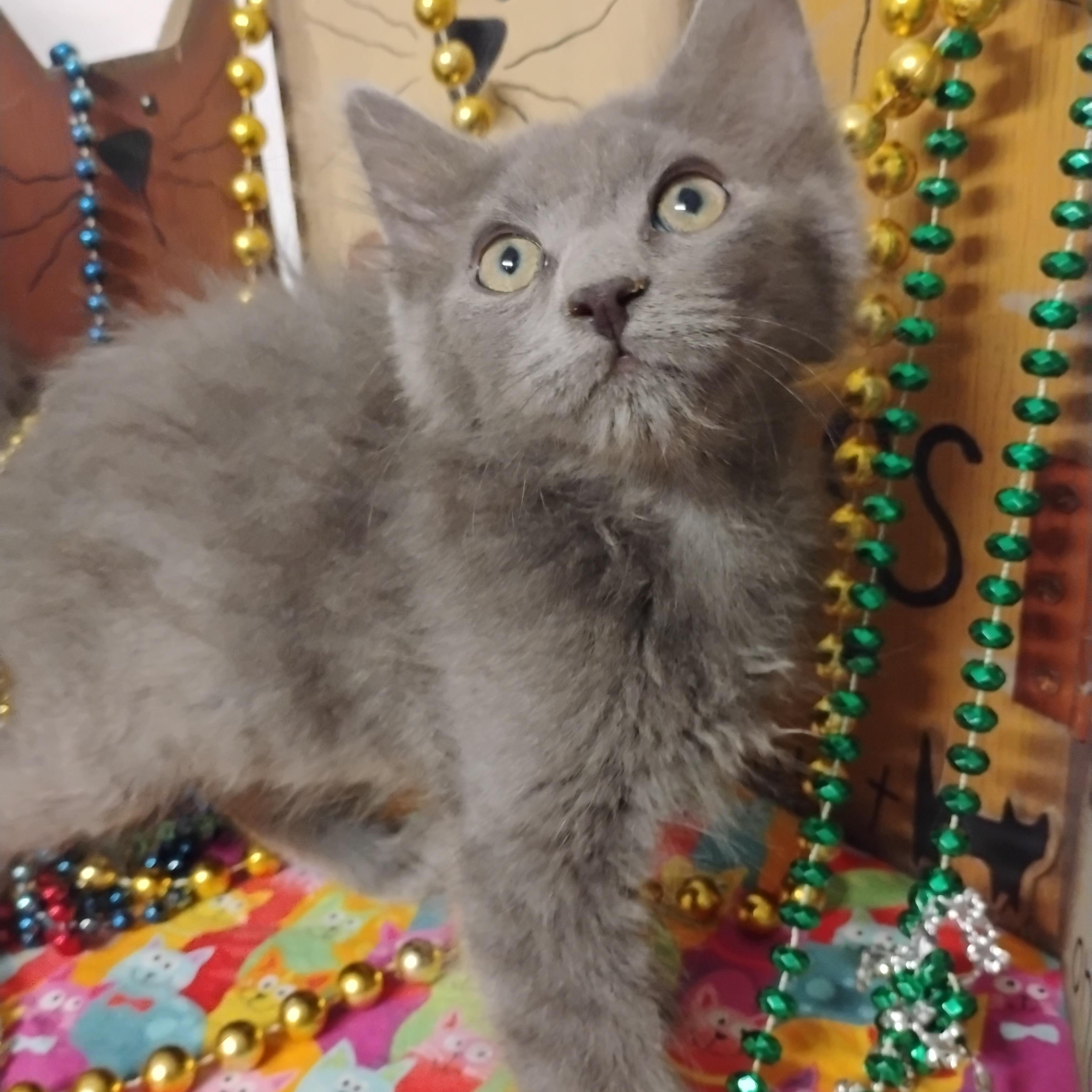 wilma flintstone blue gray fluff 2.lb, ADOPTABLE, Kitten Female Domestic Medium Hair.