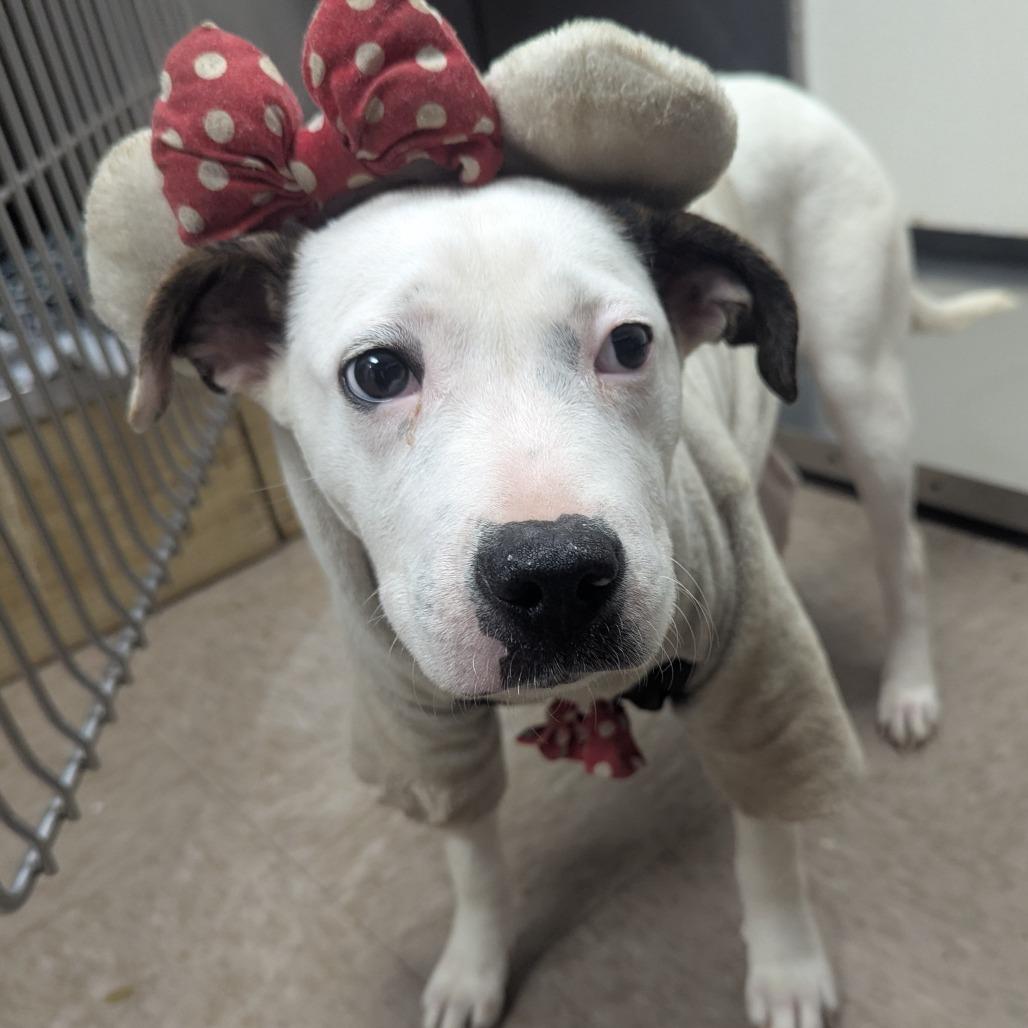 Minnie — thumbnail 2