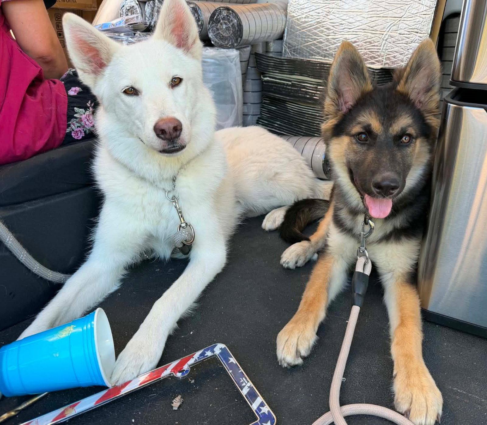 Enlarge Miss B, a Adoptable German Shepherd Dog in Irvine, CA image 1/3
