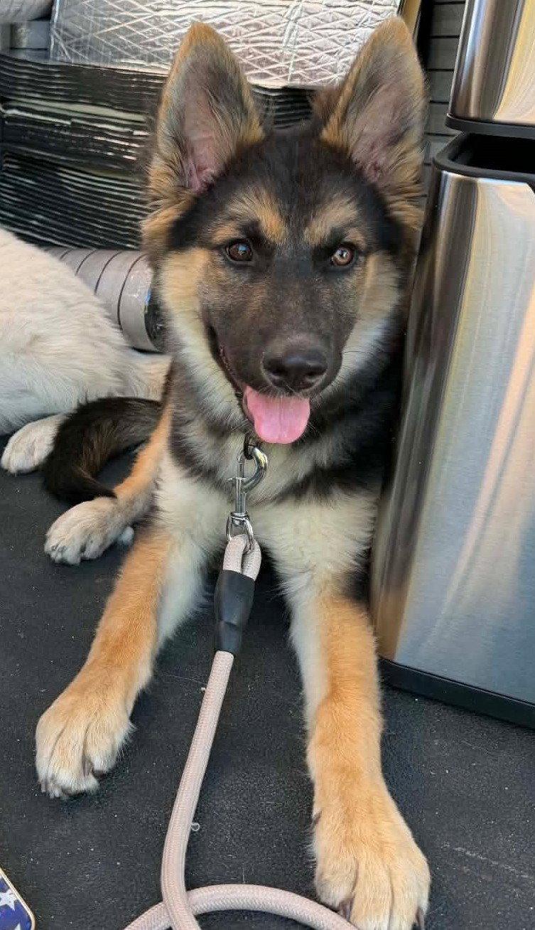 Enlarge Miss B, a Adoptable German Shepherd Dog in Irvine, CA image 2/3