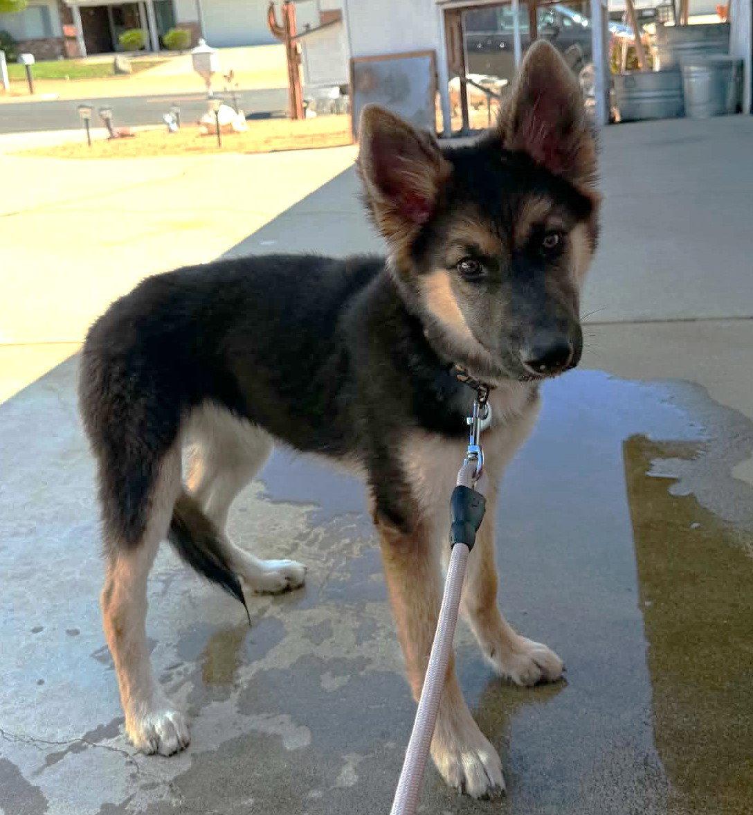Enlarge Miss B, a Adoptable German Shepherd Dog in Irvine, CA image 3/3