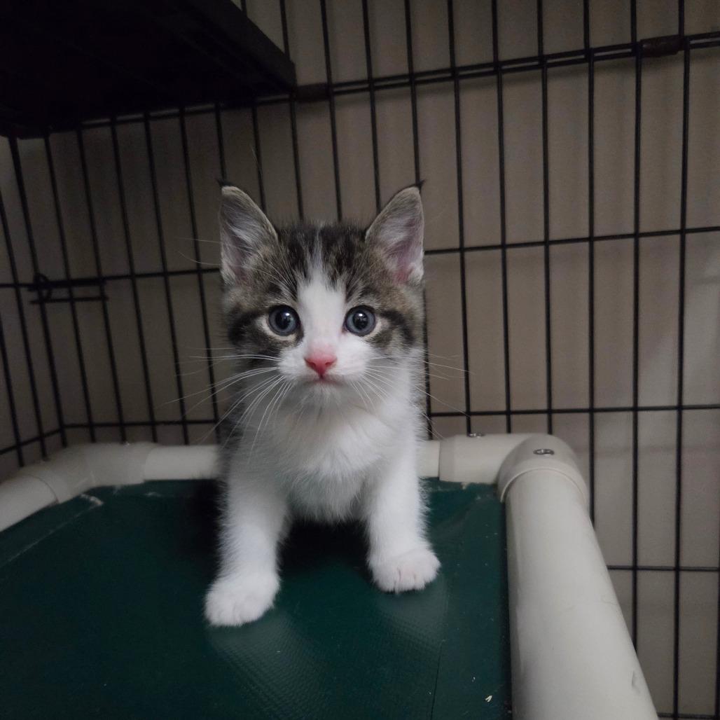 Cappuccino, Adoptable, Kitten Male Domestic Short Hair.