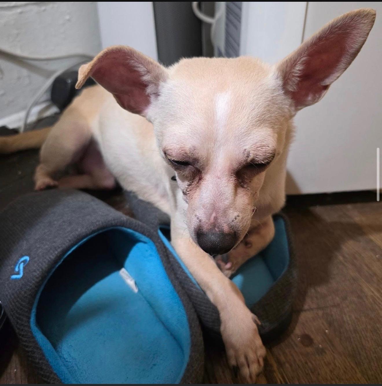 TORTILLA CHIP, an adopted mixed breed in New York, NY image 2/5