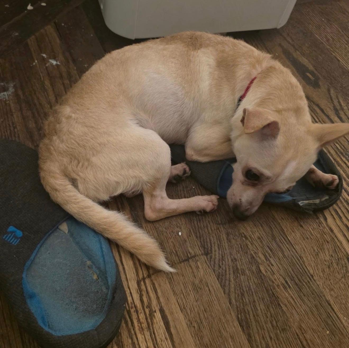 TORTILLA CHIP, an adopted mixed breed in New York, NY image 5/5