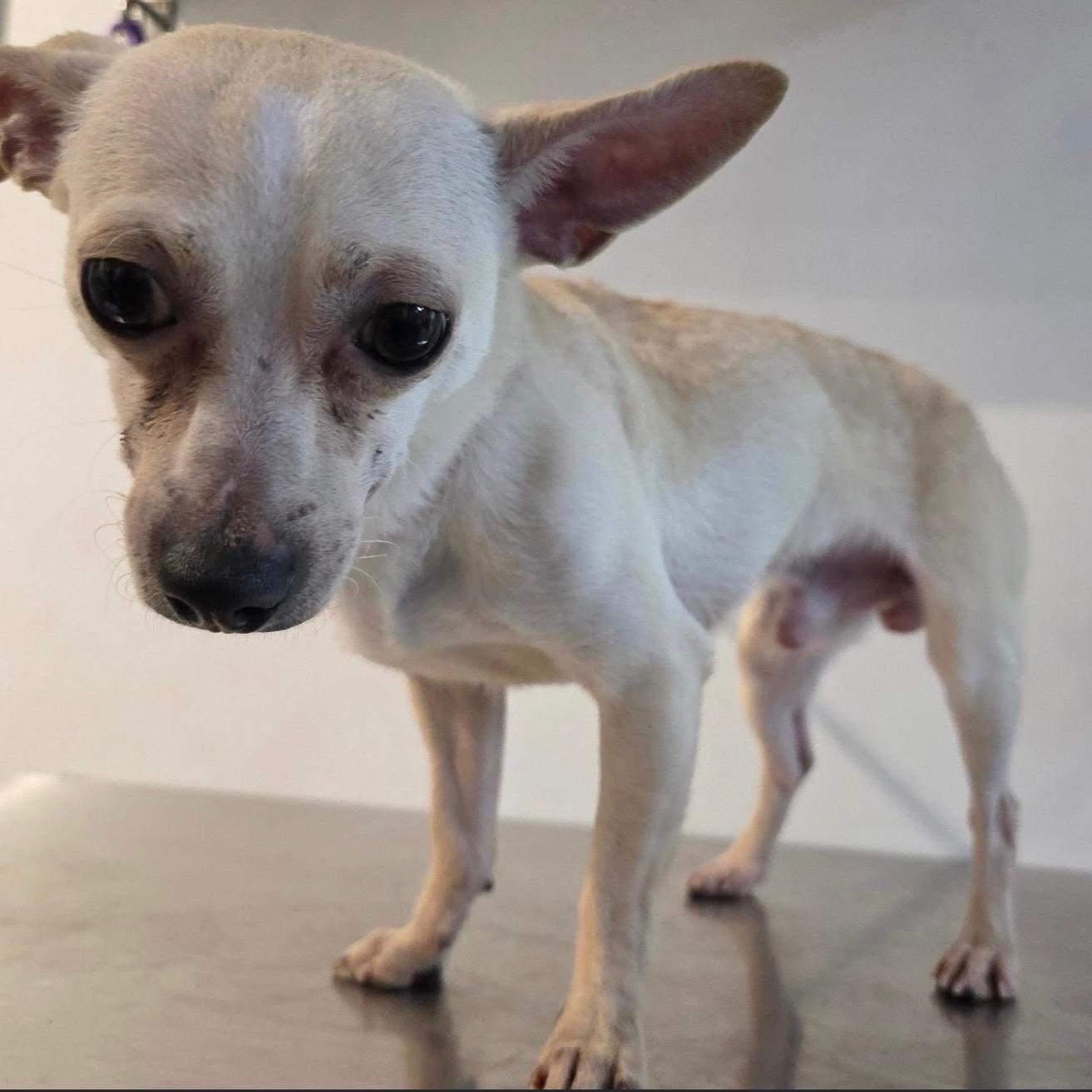 TORTILLA CHIP, adopted, Adult Male Chihuahua.