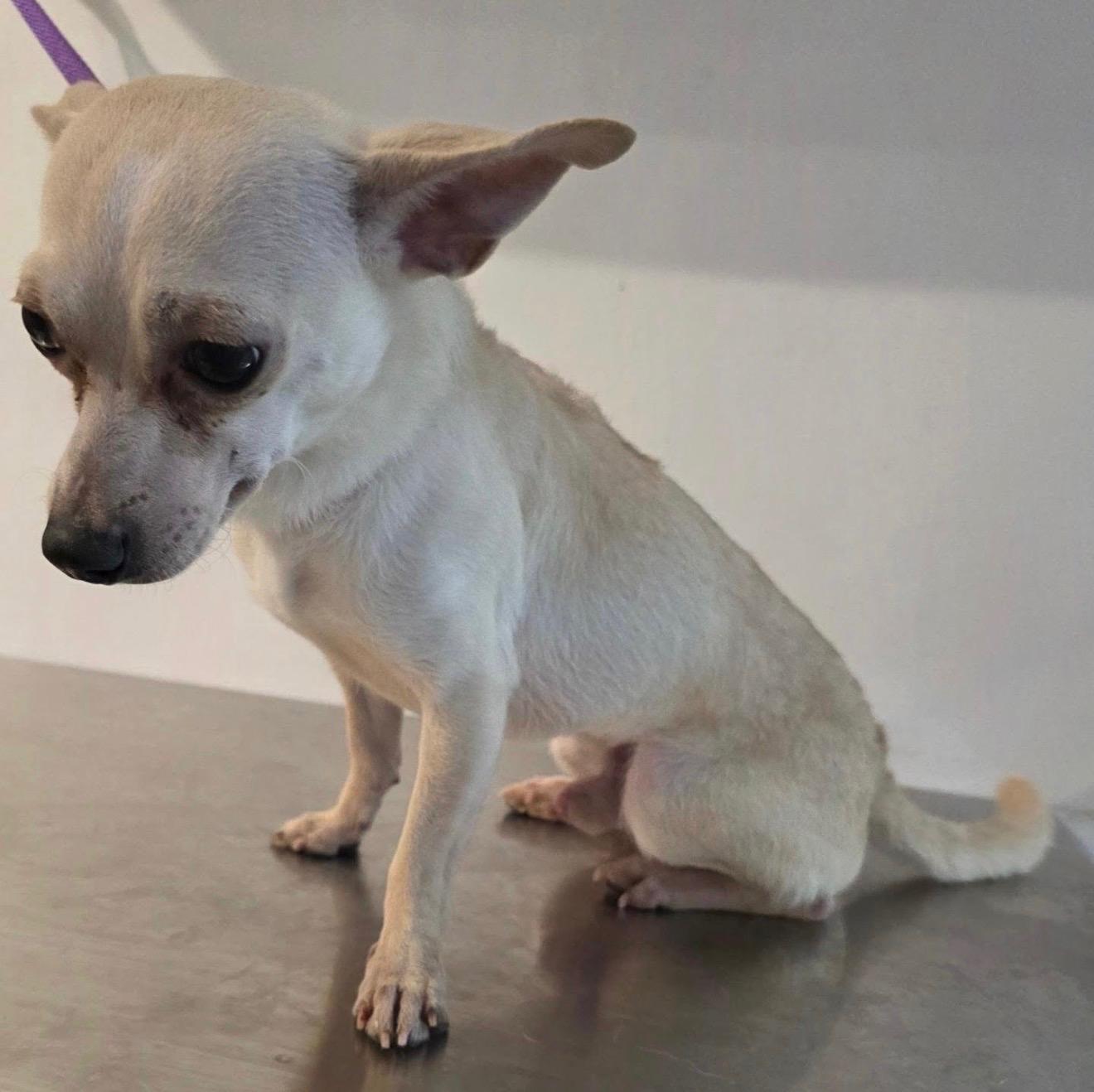TORTILLA CHIP, an adopted mixed breed in New York, NY image 4/5