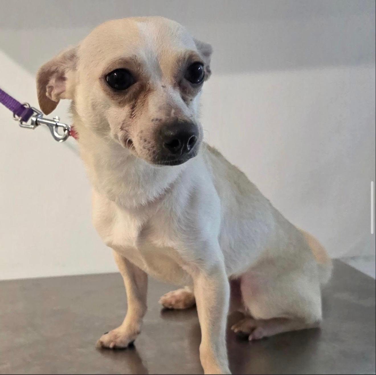TORTILLA CHIP, an adopted mixed breed in New York, NY image 3/5