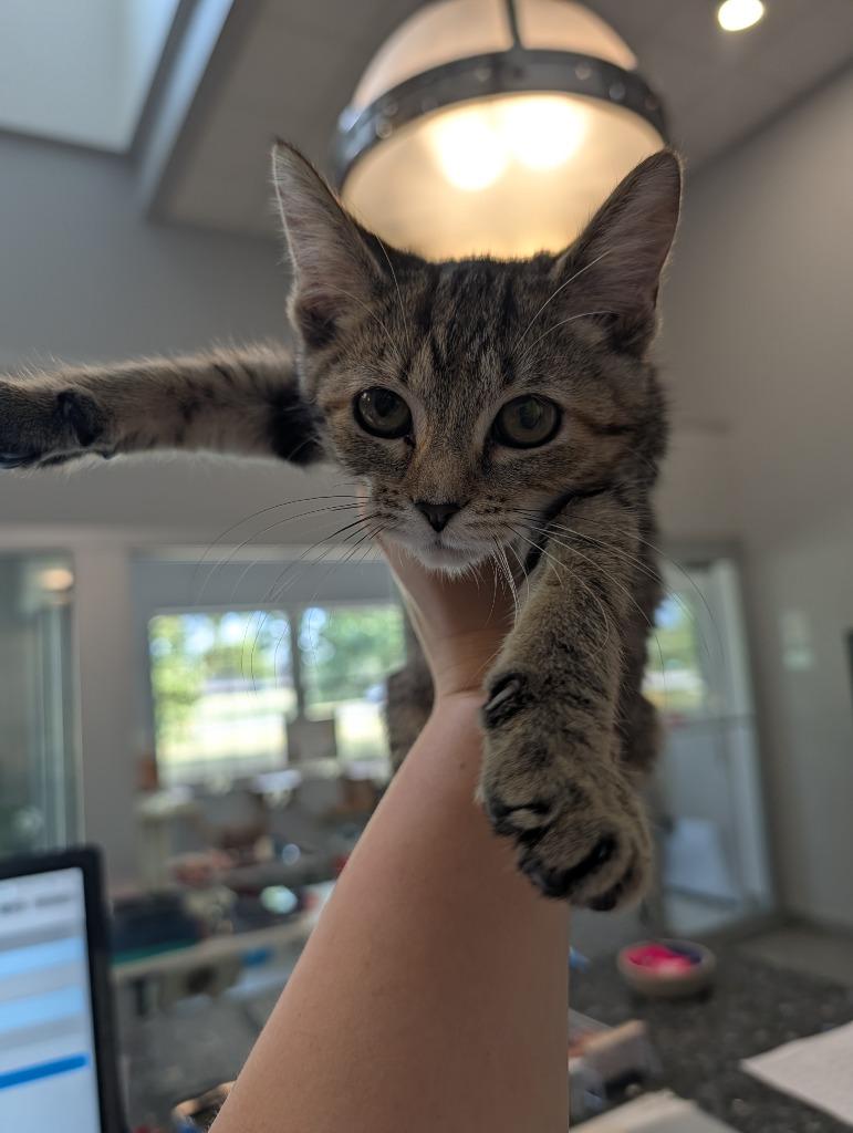 Uno, Adoptable, Kitten Female Domestic Short Hair.