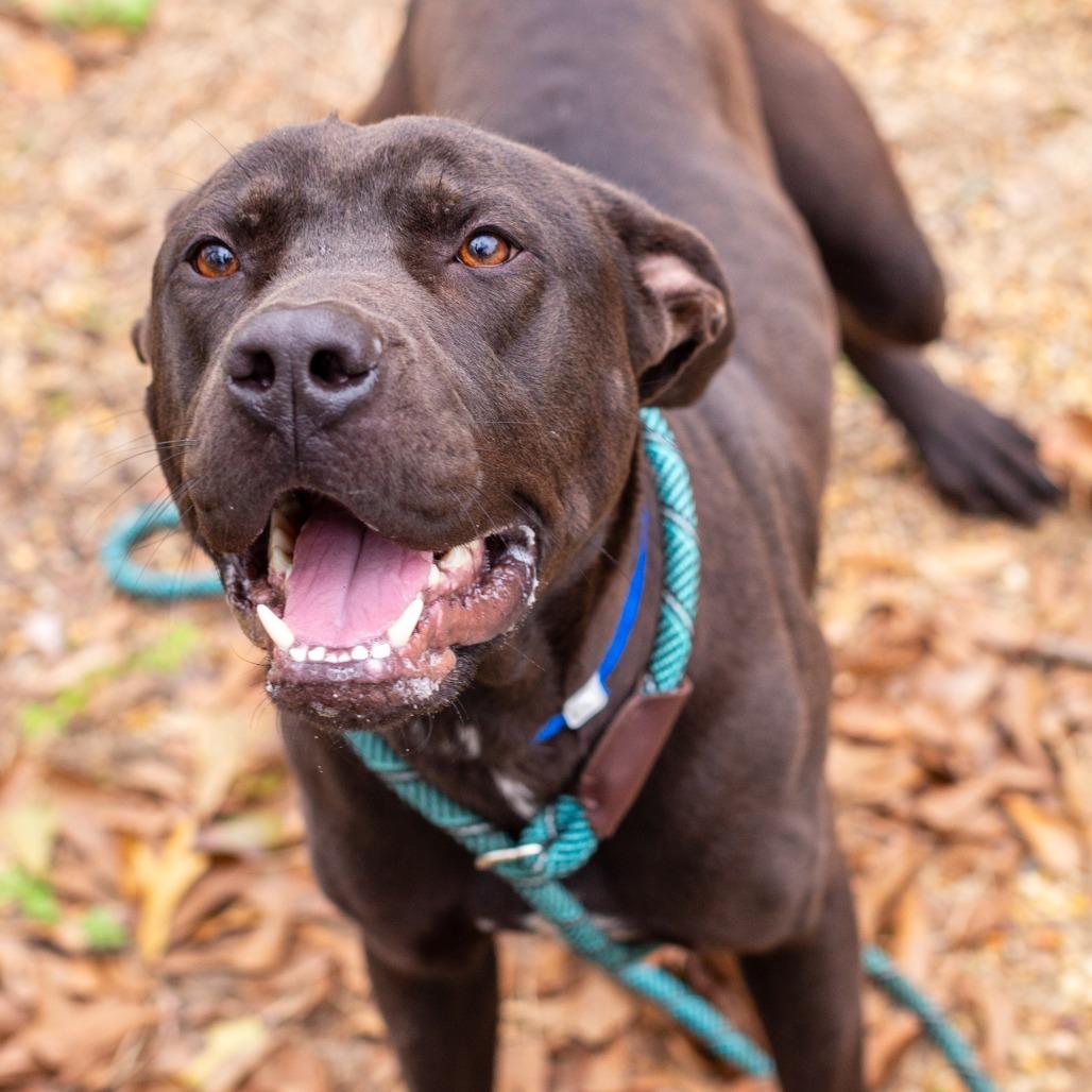Spring Bean, Adoptable, Young Male American Staffordshire Terrier.