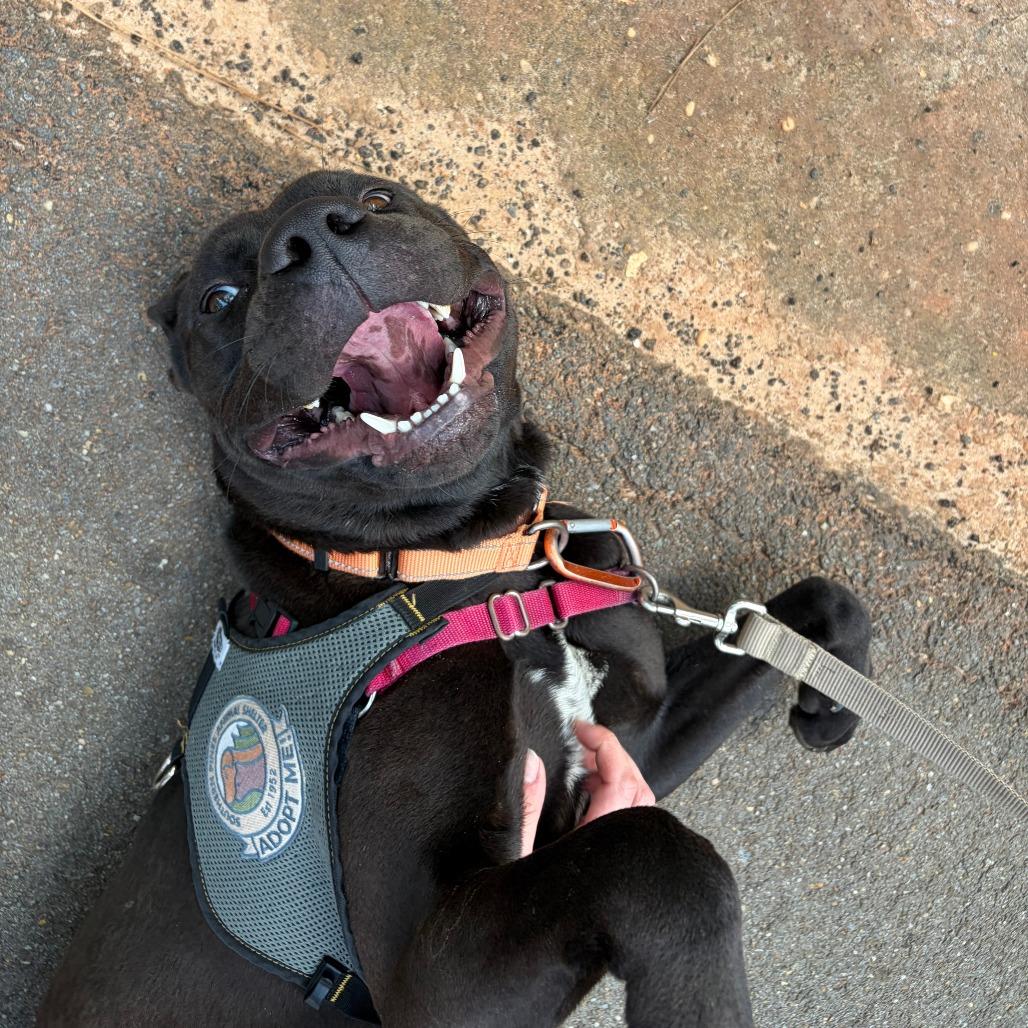 Enlarge Spring Bean, a Adoptable mixed breed in Hattiesburg, MS image 2/6