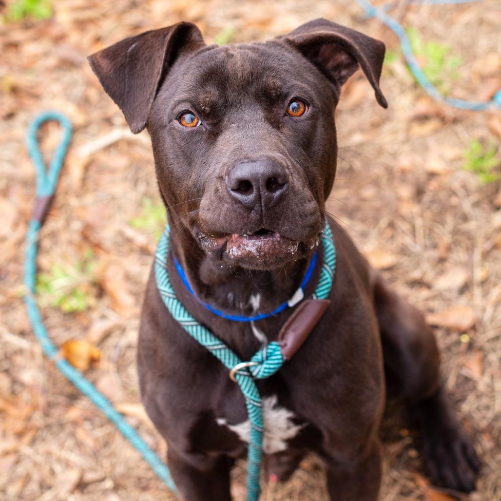 Enlarge Spring Bean, a Adoptable mixed breed in Hattiesburg, MS image 3/6