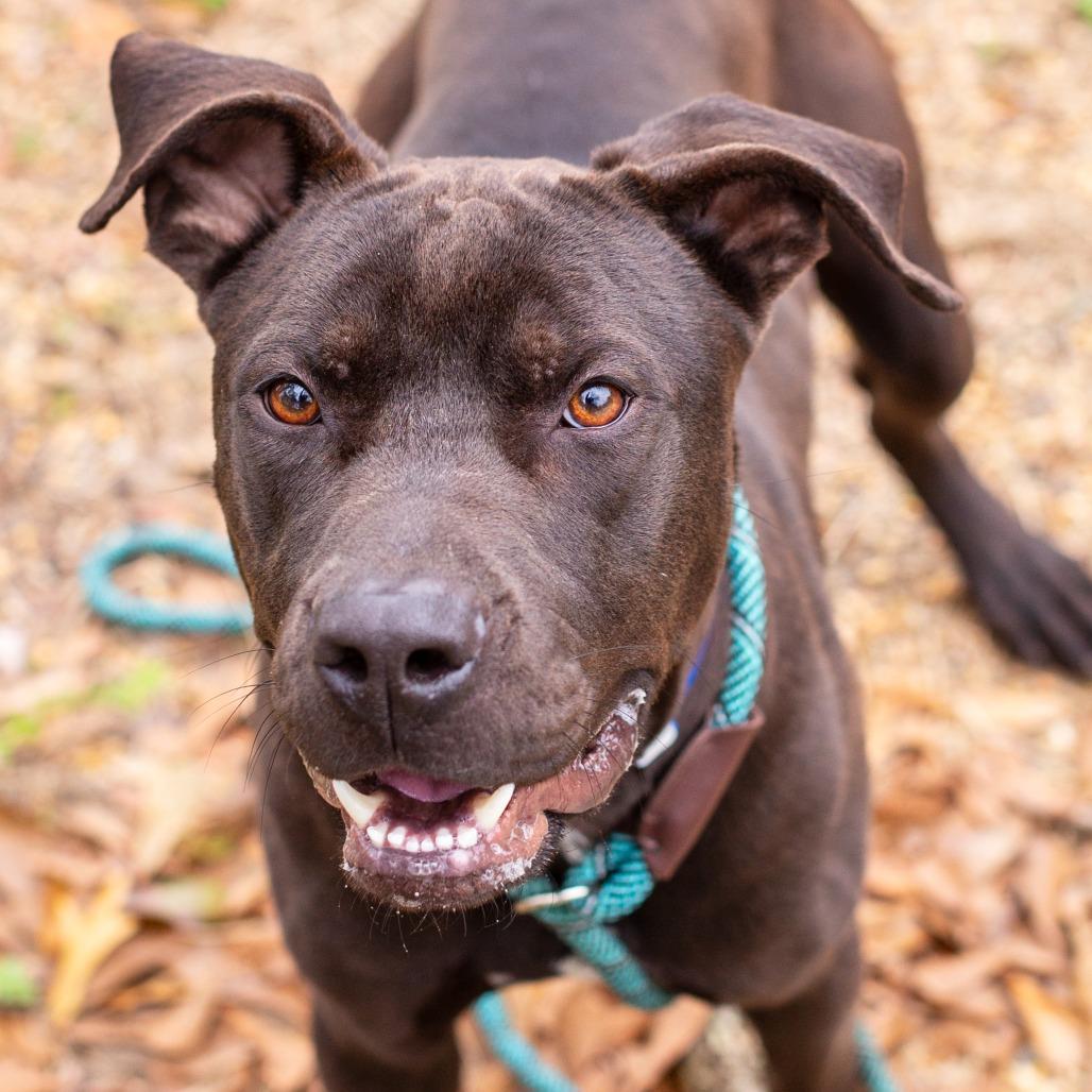 Enlarge Spring Bean, a Adoptable mixed breed in Hattiesburg, MS image 4/6