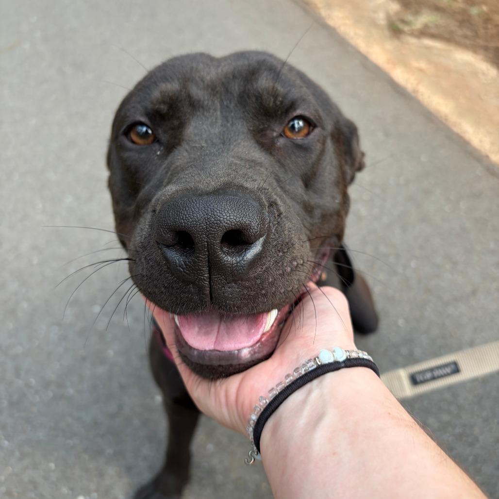 Enlarge Spring Bean, a Adoptable mixed breed in Hattiesburg, MS image 5/6
