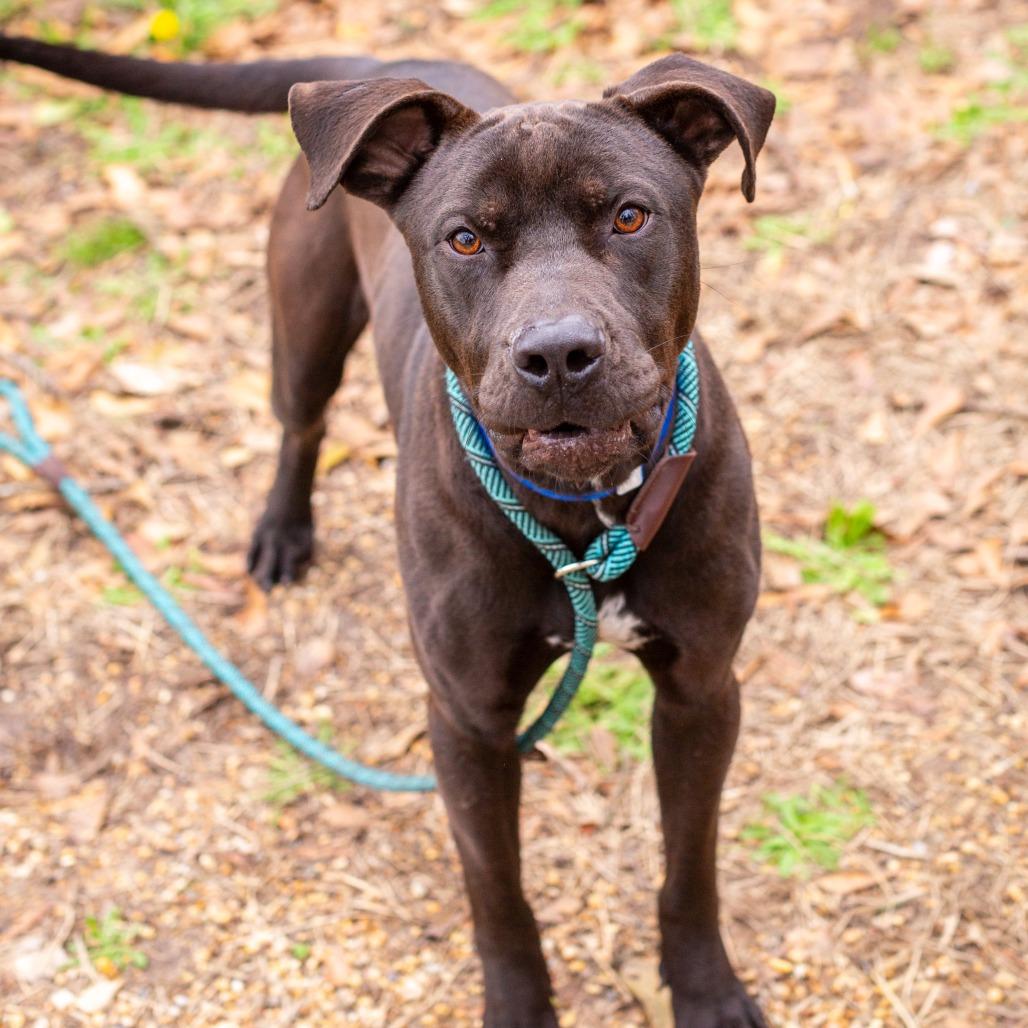 Enlarge Spring Bean, a Adoptable mixed breed in Hattiesburg, MS image 6/6