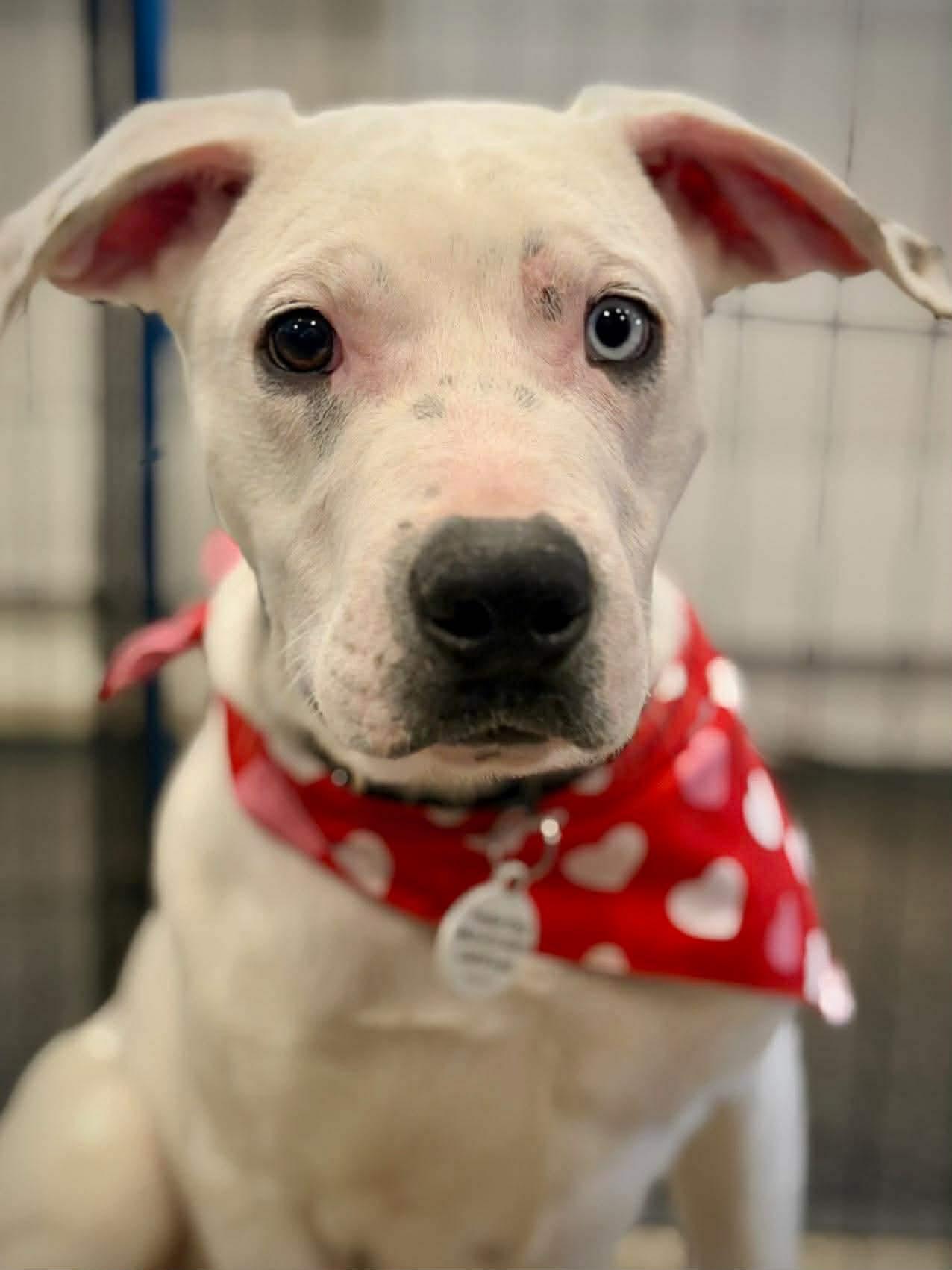 Professor, a Adoptable mixed breed in Portland, ME image 4/5