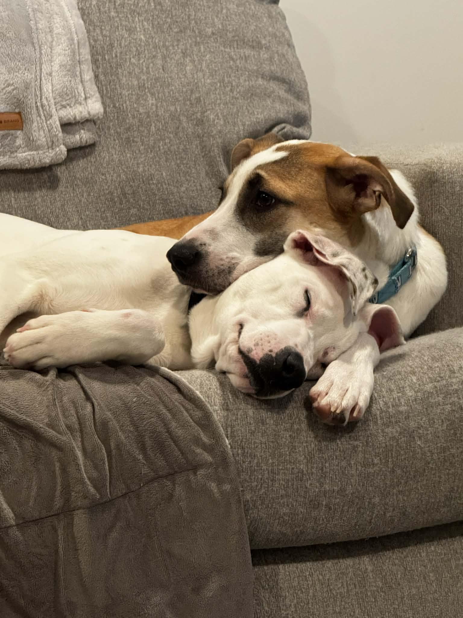 Professor, a Adoptable mixed breed in Portland, ME image 5/5